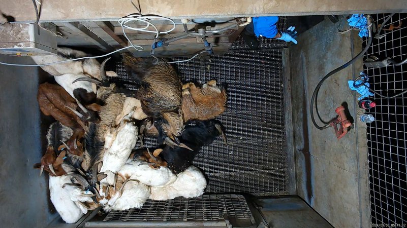 Pile of 'stunned' goats in stunning pen