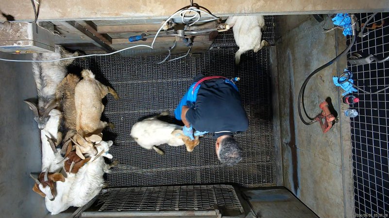 Goats picked off one by one in stunning pen, dragged into kill room
