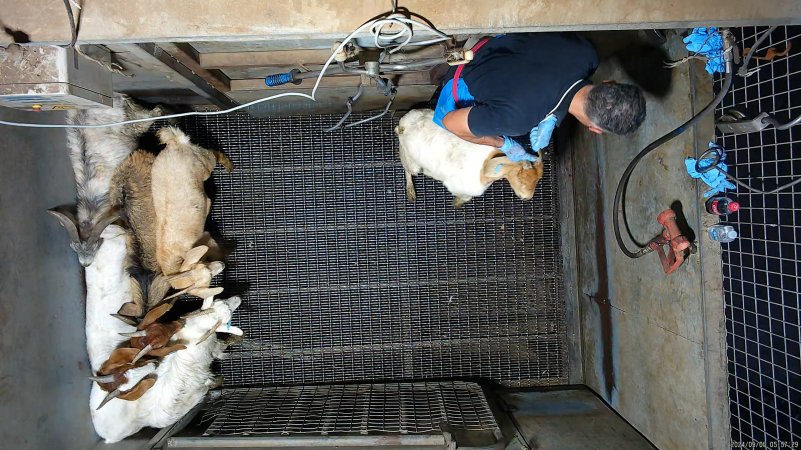 Goats picked off one by one in stunning pen, dragged into kill room