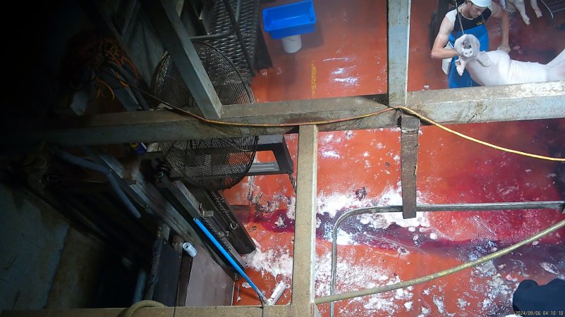 Worker severs slaughtered pig's head