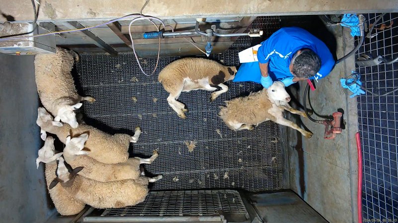Sheep picked off one by one in stunning pen, dragged into kill room