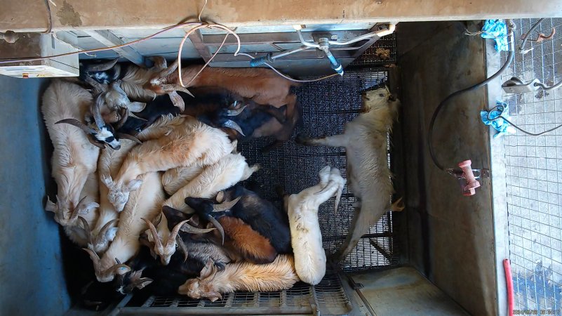 Goats picked off one by one in stunning pen, dragged into kill room
