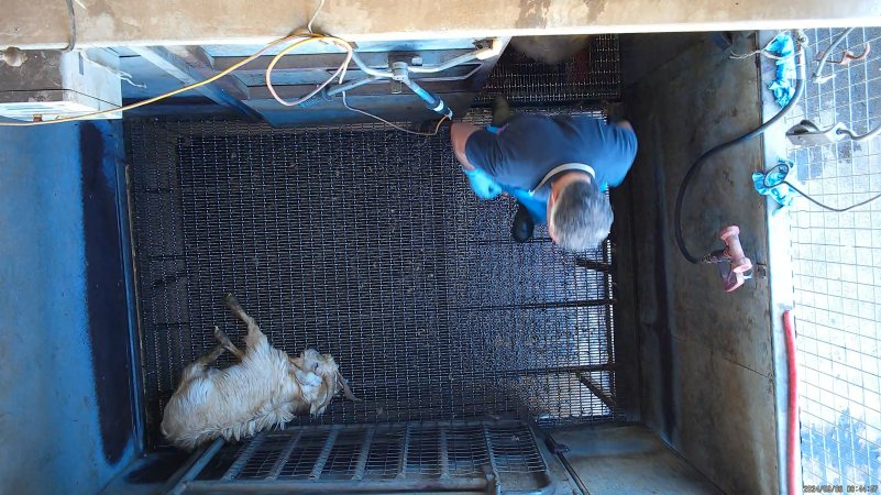 Worker comes for final 'stunned' goat