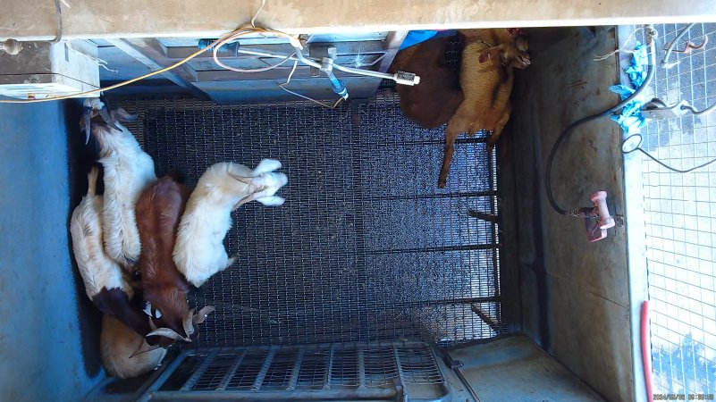 Goats picked off one by one in stunning pen, dragged into kill room