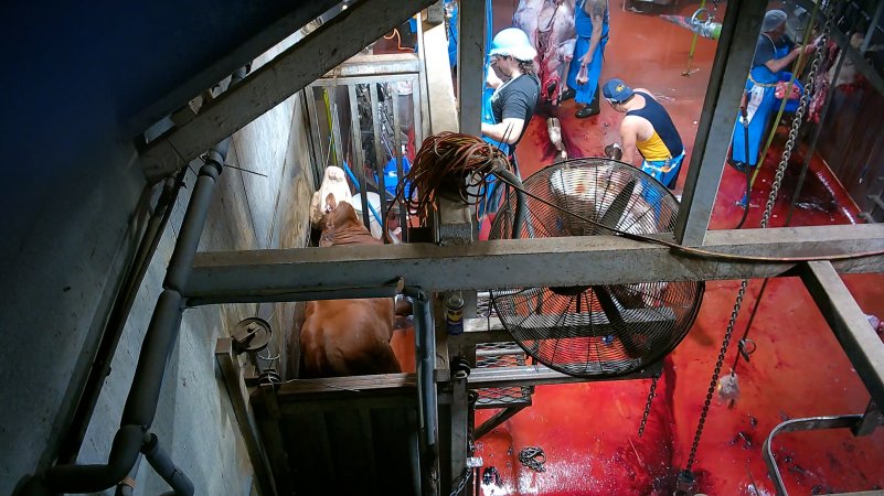 Cow sinking to floor in knockbox