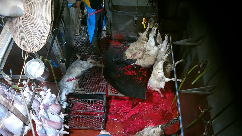 Goats and sheep killed and shackled