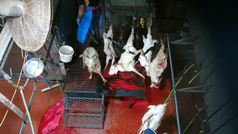 Conscious goat sitting up as others are killed and shackled