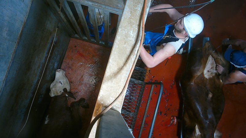 'Stunned' cow on floor of knockbox