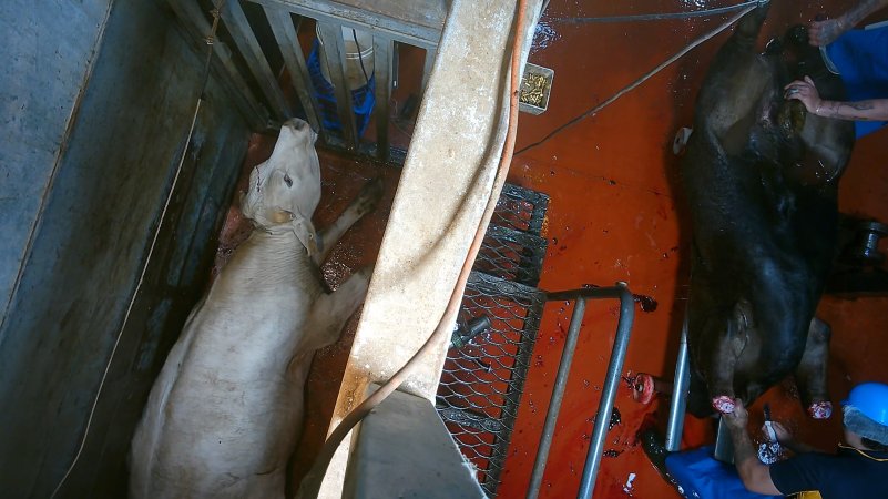 'Stunned' cow gasping on floor of knockbox