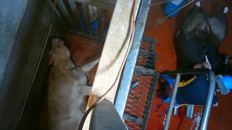 'Stunned' cow gasping on floor of knockbox