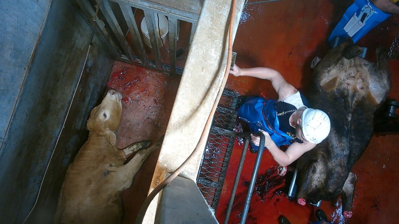 'Stunned' cow gasping on floor of knockbox