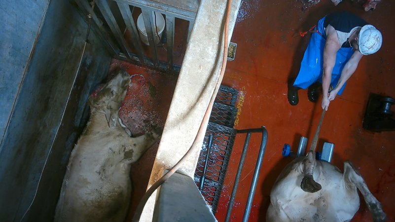 'Stunned' cow on floor of knockbox