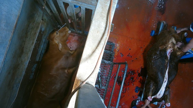 'Stunned' cow on floor of knockbox