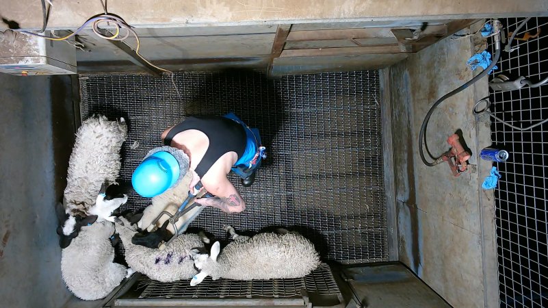 Sheep picked off one by one in stunning pen, dragged into kill room