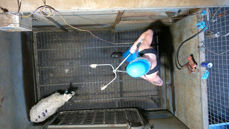 Worker comes for last sheep with electrical stunner
