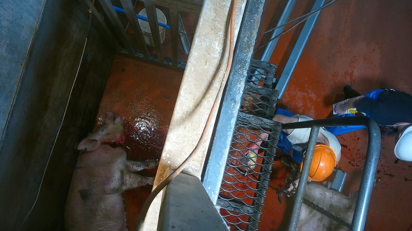 Pig on floor of knockbox with throat cut