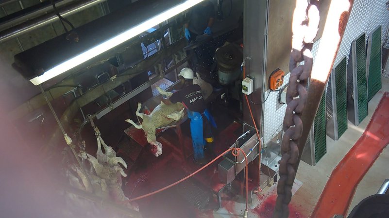 Sheep being hoisted to shackle line after throat cut
