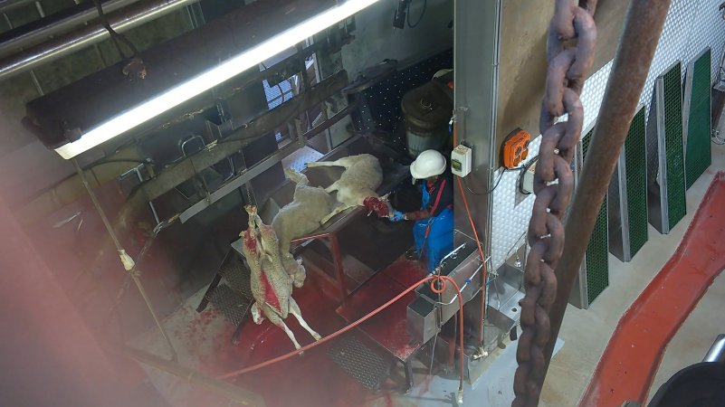 Sheep's throat being cut after 'stunning'