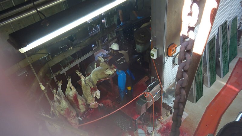 Sheep being hoisted to shackle line after throat cut