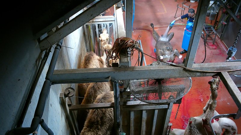 Camels in knockbox as others are butchered