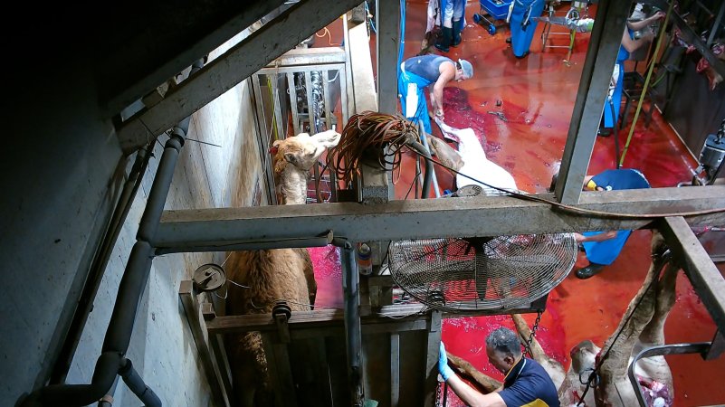 Camel in knockbox as others are butchered