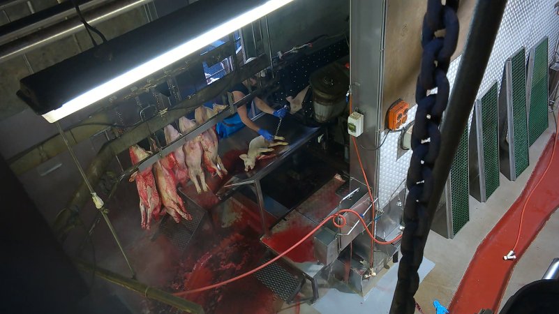 Gasping piglet shackled on sticking table