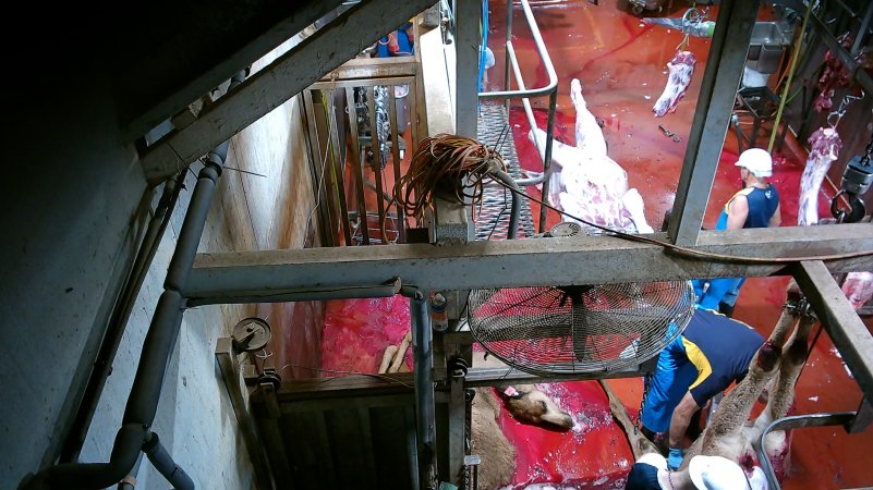 Slaughtered camels being butchered