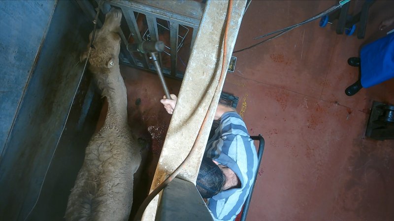 Camel in knockbox shot with long-range bolt gun