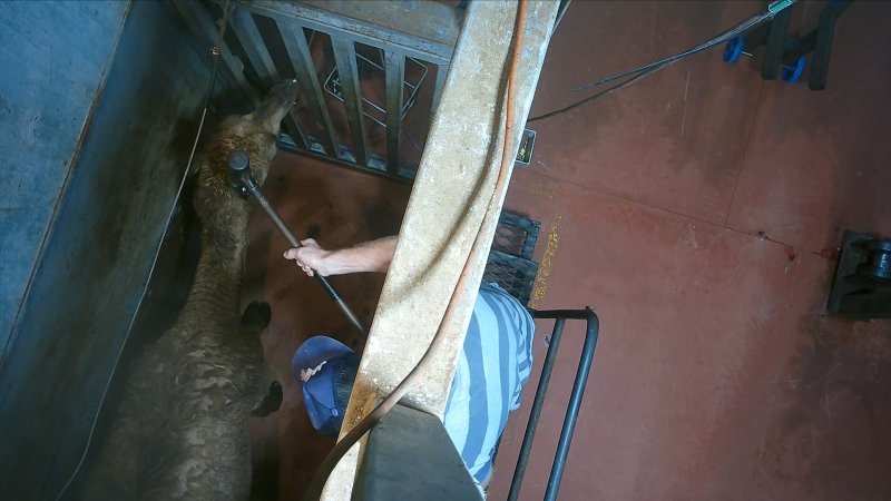 Camel in knockbox shot with long-range bolt gun