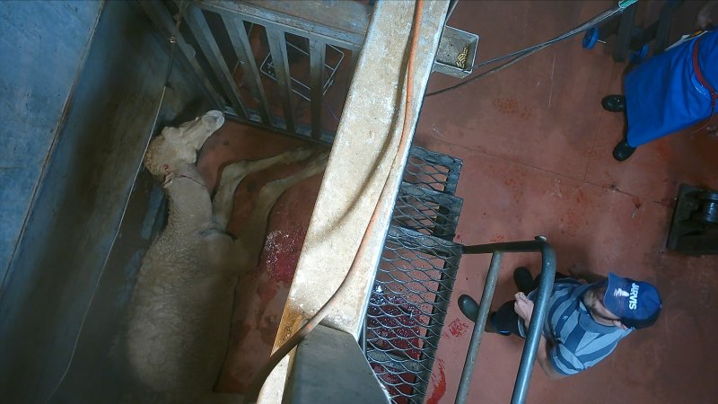 'Stunned' camel on floor of knockbox