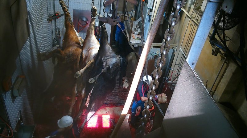 Shackled cows hanging, another tipped out of knockbox