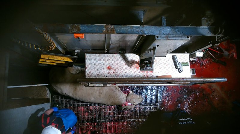 Cow with throat cut, after being tipped out of knockbox