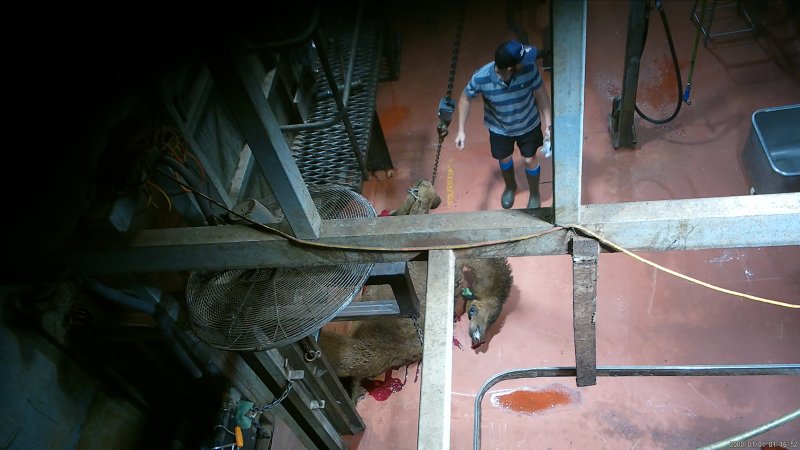'Stunned' camel tipped out of knockbox