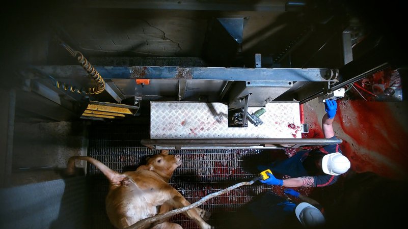 Cow being hoisted after tipout from knockbox