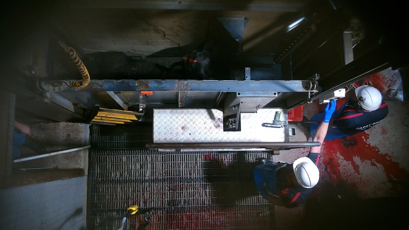 Cow in knockbox bleeding from bolt gun wound