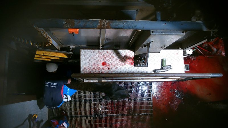 Cow gasping after being tipped out of knockbox