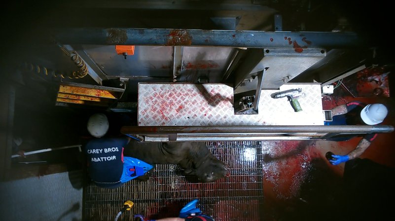 Cow gasping after being tipped out of knockbox