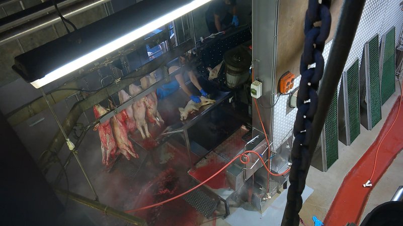 Paralysed piglet gasping after 'stunning'