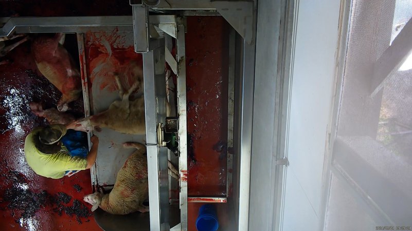 Sheep with throats cut fall onto bloody floor