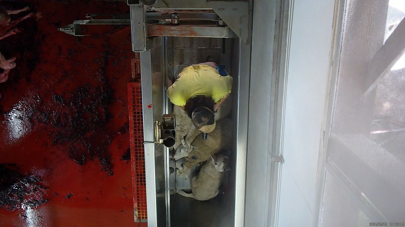 Sheep in knockbox cries out as others are shot with bolt gun