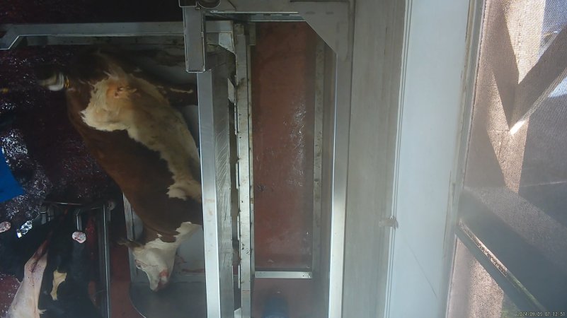 Cow hoisted after being tipped out of knockbox
