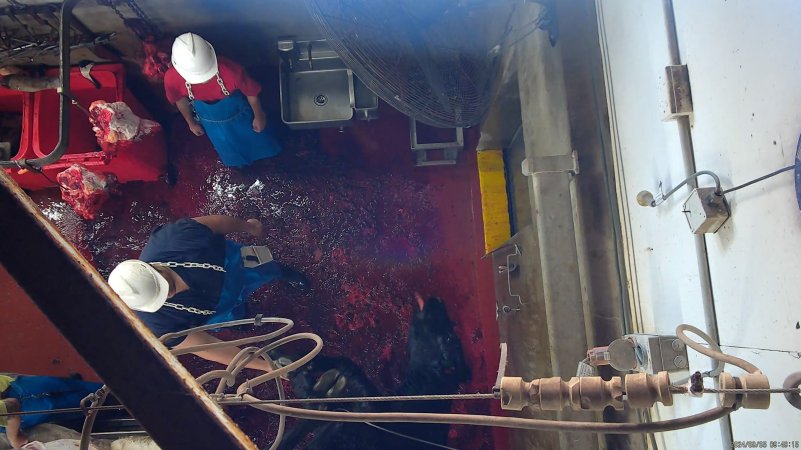 Shackled cow's head drags along bloody floor
