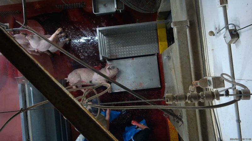 Pig kicks and thrashes after 'stunning'