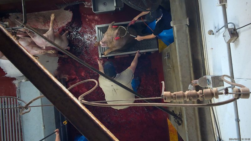 Pig electrically stunned as they try to climb out