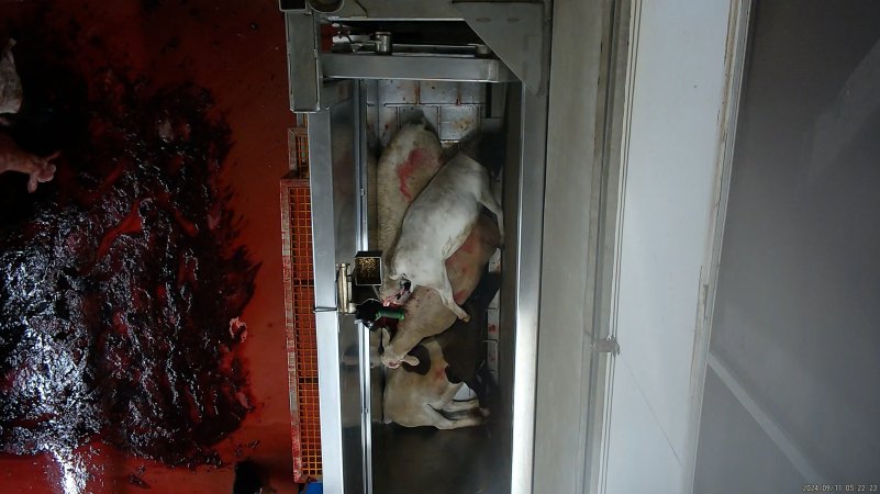 'Stunned' sheep piled on top of each other in knockbox