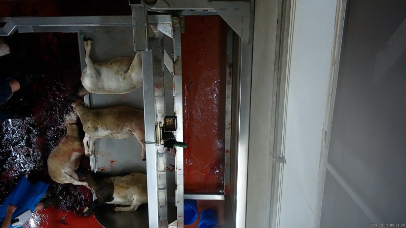 Sheep with throat cut falls onto bloody floor