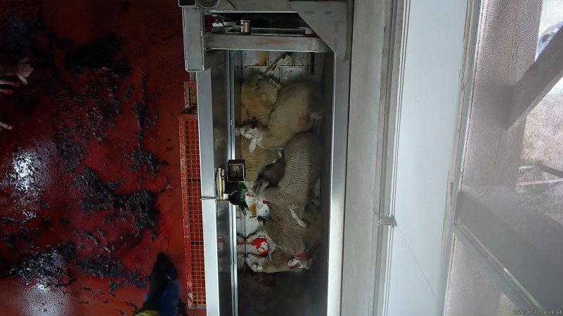'Stunned' sheep piled on top of each other in knockbox