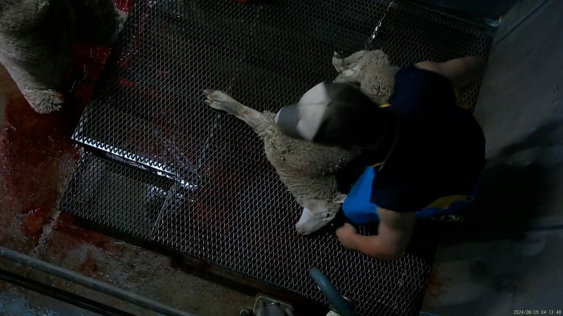 Sheep about to have their throat slit