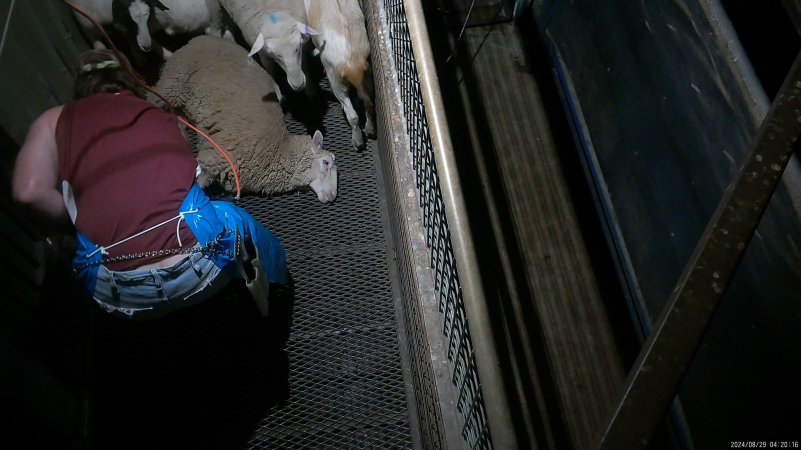 Sheep picked off one at a time in stun pen