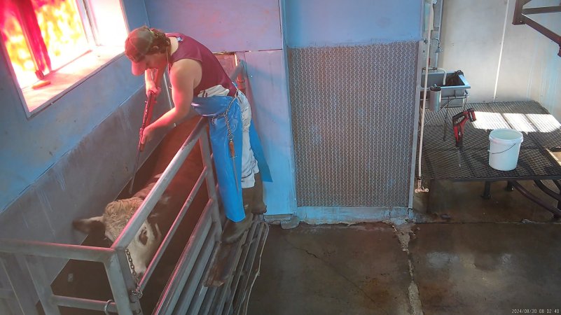 Worker shoots cow in knockbox with rifle